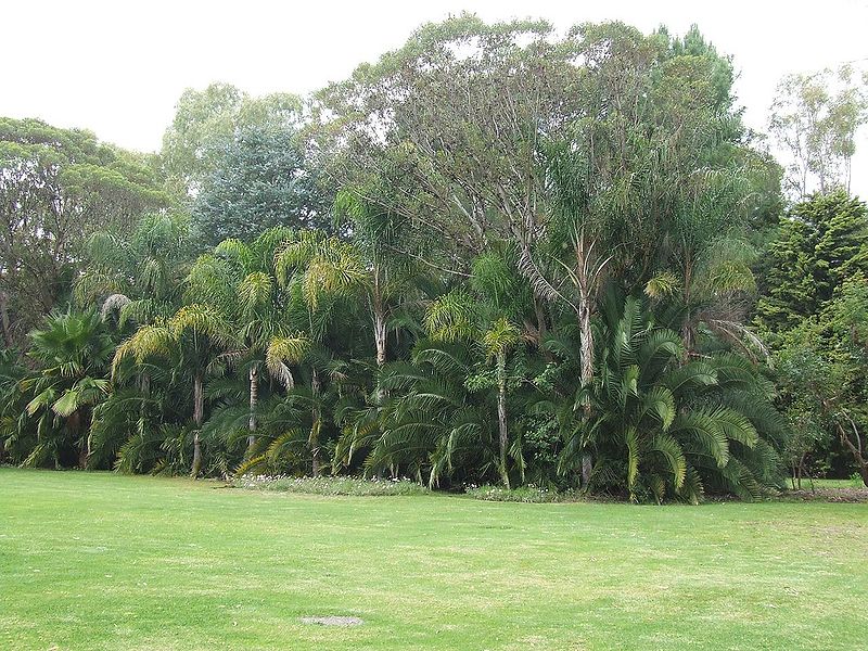 File:Stand of trees.jpg